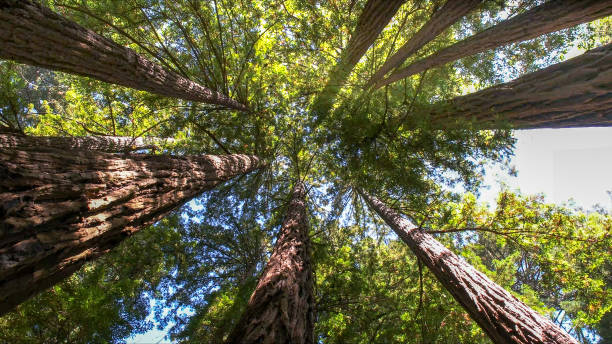 How Our Tree Care Process Works  in Nellysford, VA